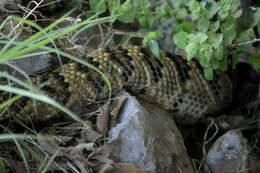 Image of Crotalus totonacus Gloyd & Kauffeld 1940