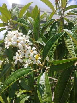 صورة Miconia bicolor (Mill.) Triana