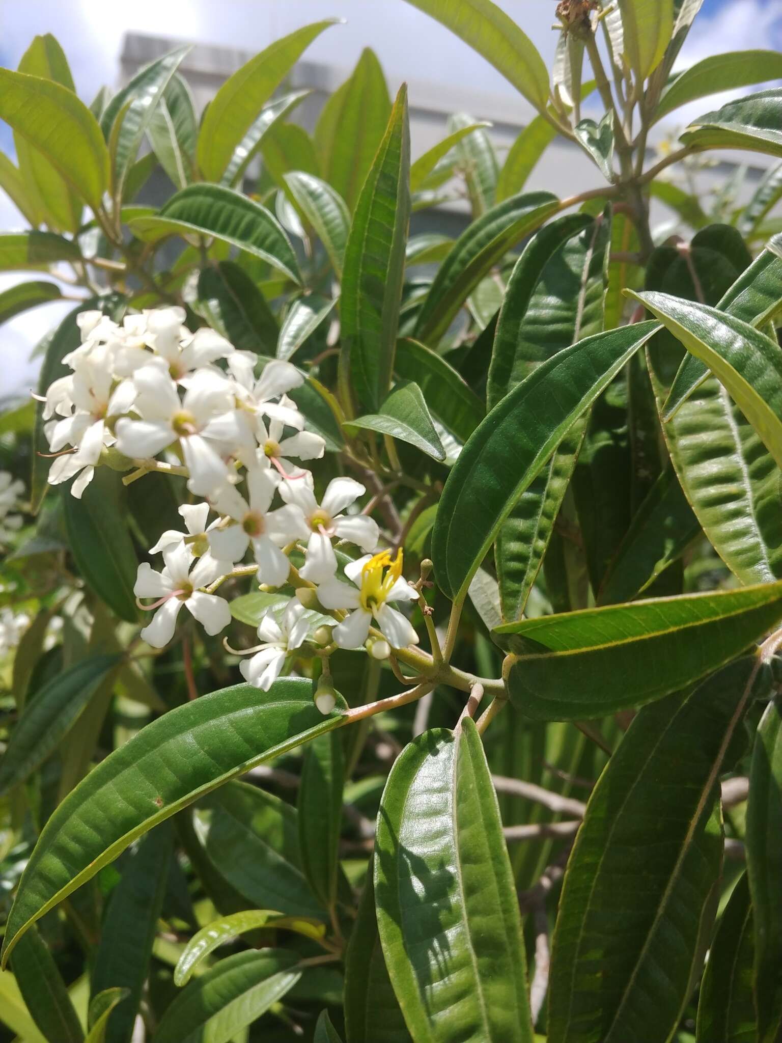 صورة Miconia bicolor (Mill.) Triana