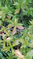 Image of Hypericum glandulosum Dryand. ex Ait.