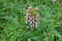 Imagem de Pedicularis stenocorys Franch.