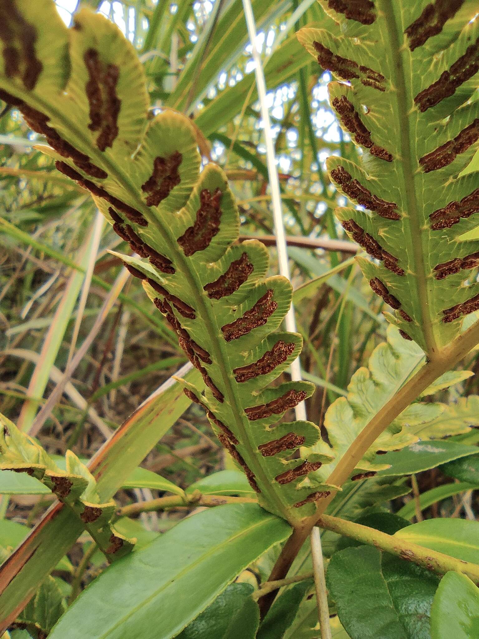 Plancia ëd Woodwardia japonica (L. fil.) Sm.