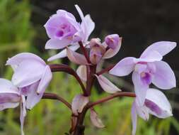 Spathoglottis pacifica Rchb. fil. resmi