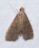 Image of Dusky Herpetogramma