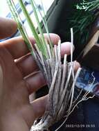 Слика од Chionochloa crassiuscula subsp. torta Connor