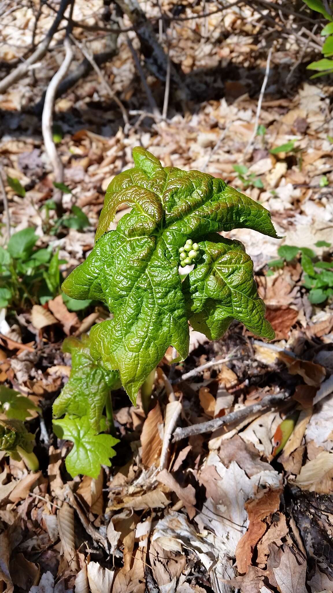 Image of American umbrellaleaf