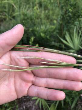 Image of Florida Bluestem