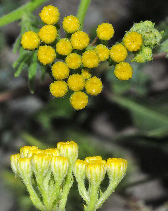 Tanacetum annuum L. resmi