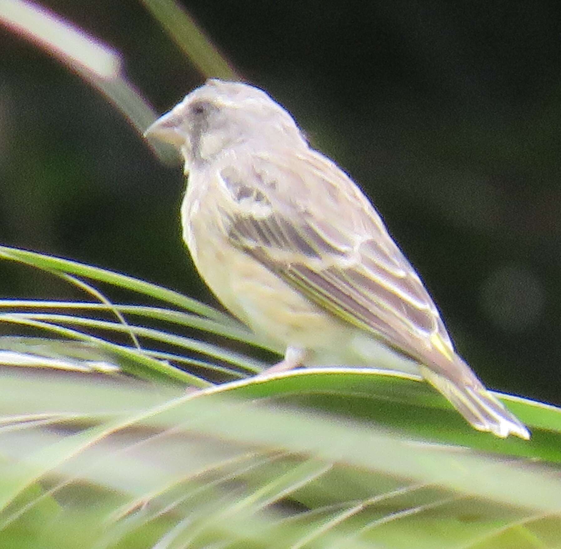 Image of Lemon-breasted Canary