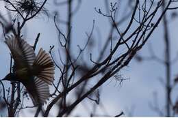 Image of Great Crested Flycatcher