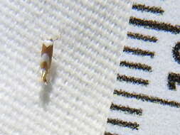 Image of Phyllonorycter fitchella (Clemens 1860)