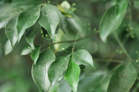 Imagem de Euonymus laxiflorus Champ. ex Benth.