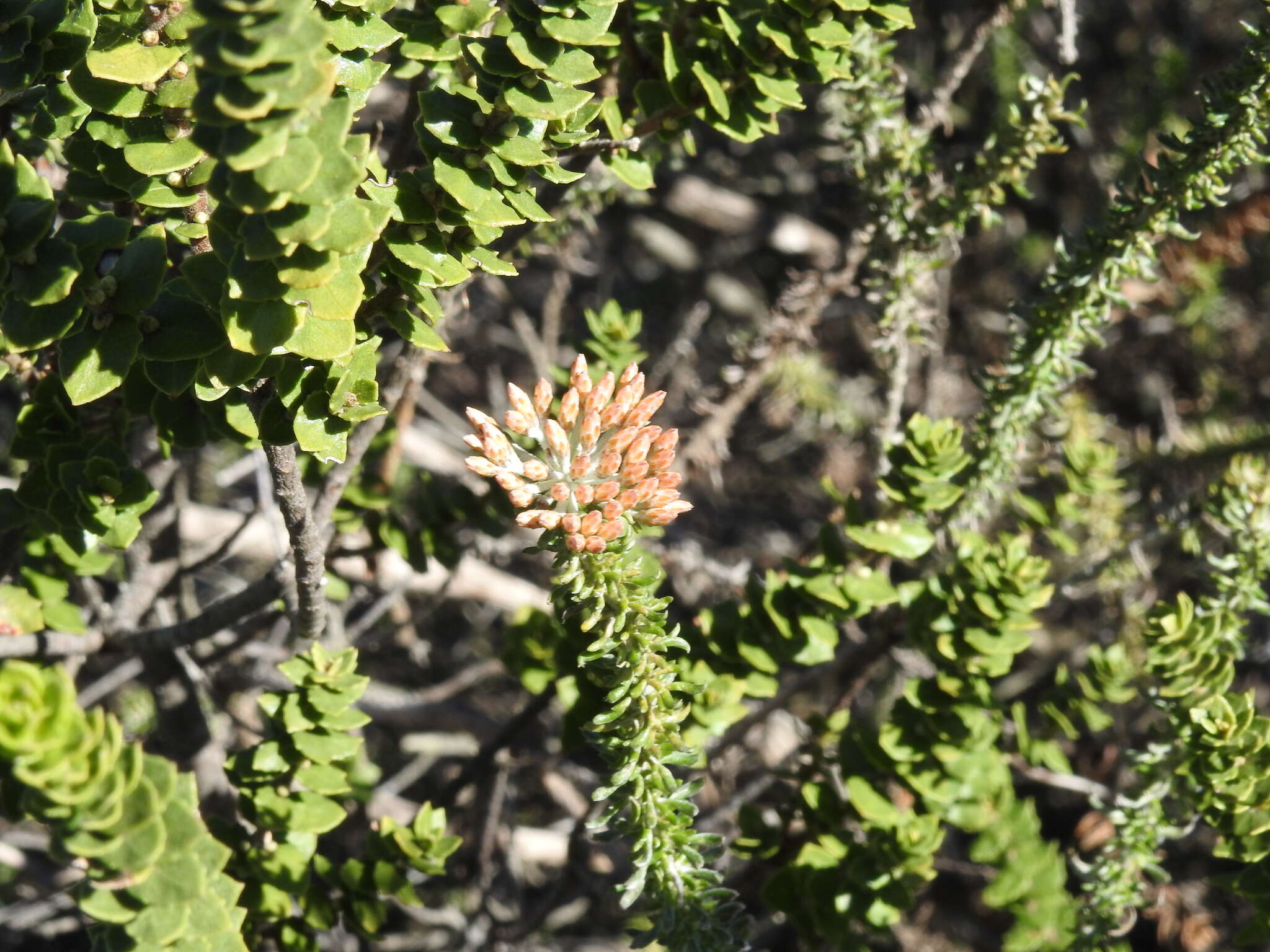 Morella cordifolia (L.) D. J. B. Killick resmi