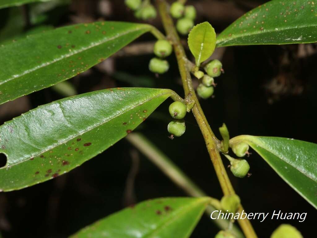 Image of Eurya gnaphalocarpa Hayata