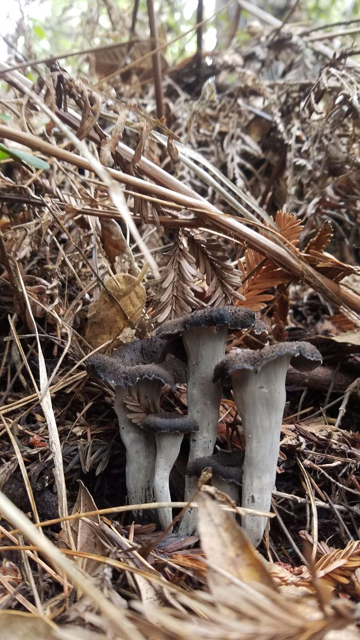 Image of Craterellus calicornucopioides D. Arora & J. L. Frank 2015