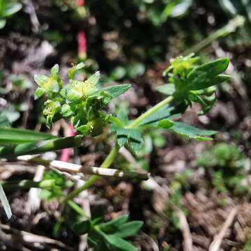 Image of Alchemilla pentaphyllea L.