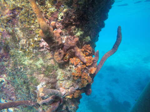 Image of Orange Cup Coral