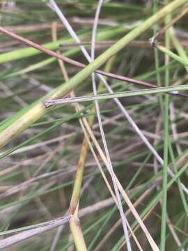 Imagem de Schizachyrium gracile (Spreng.) Nash