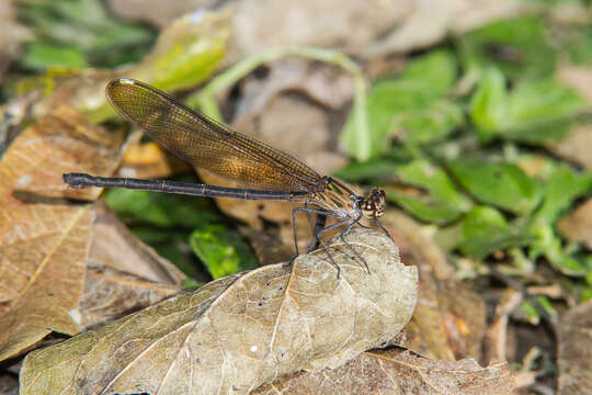 Image of Smoky Rubyspot