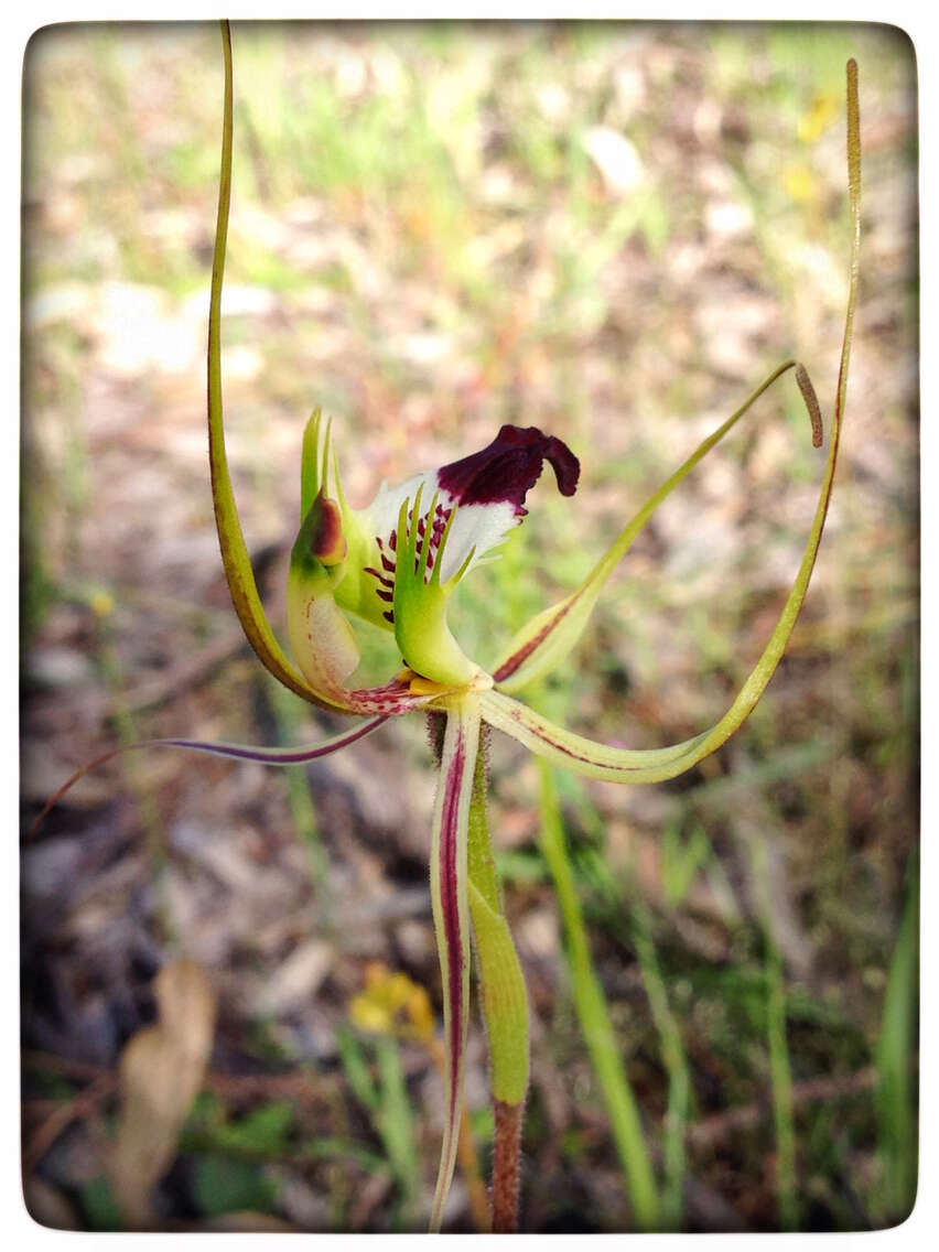 Image of Eastern Mantis Orchid