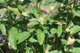 Image of Sonoran globe amaranth