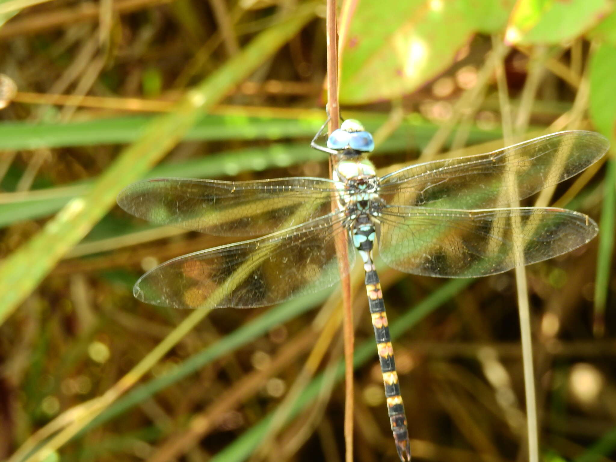 Слика од Anax immaculifrons Rambur 1842