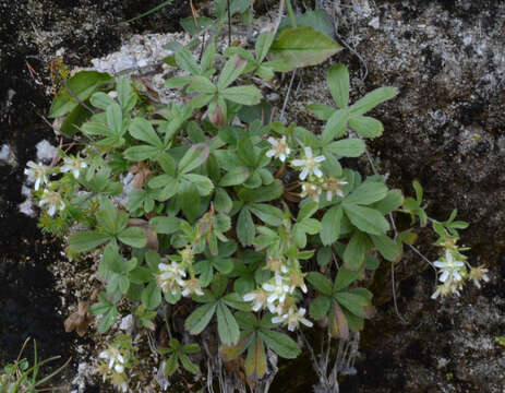 Image of Potentilla caulescens L.