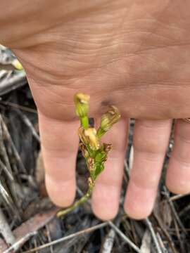 Image of Pterostylis crebra