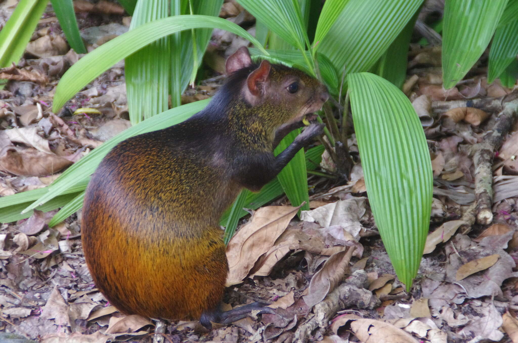 Image of Black-rumped Agouti