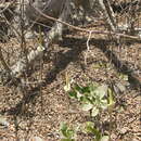 Image of Amorphophallus consimilis Blume