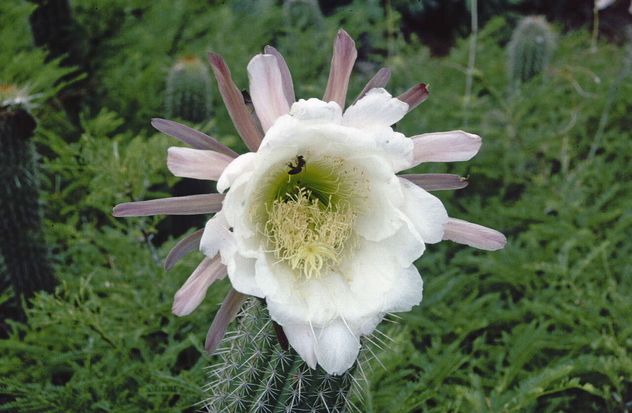 Echinopsis caulescens (F. Ritter) M. Lowry的圖片