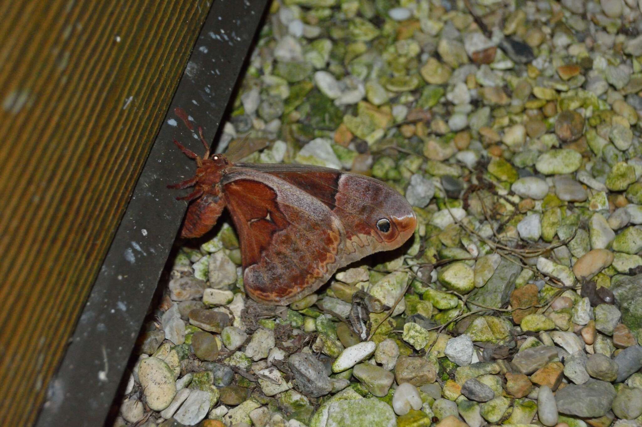 Image of Sweetbay Silk Moth