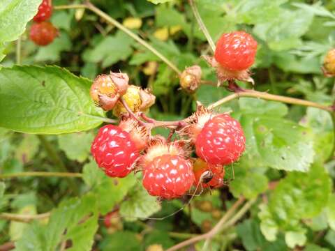 Image of Rubus crataegifolius Bunge