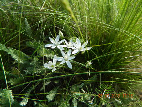 Image of Straight-leaved Star of Bethlehem