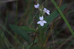 Pseuderanthemum variabile (R. Br.) Radlk. resmi