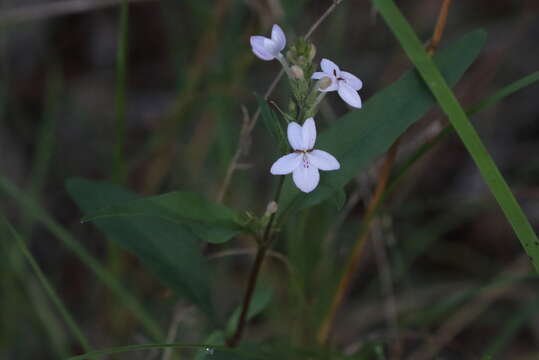 Sivun Pseuderanthemum variabile (R. Br.) Radlk. kuva