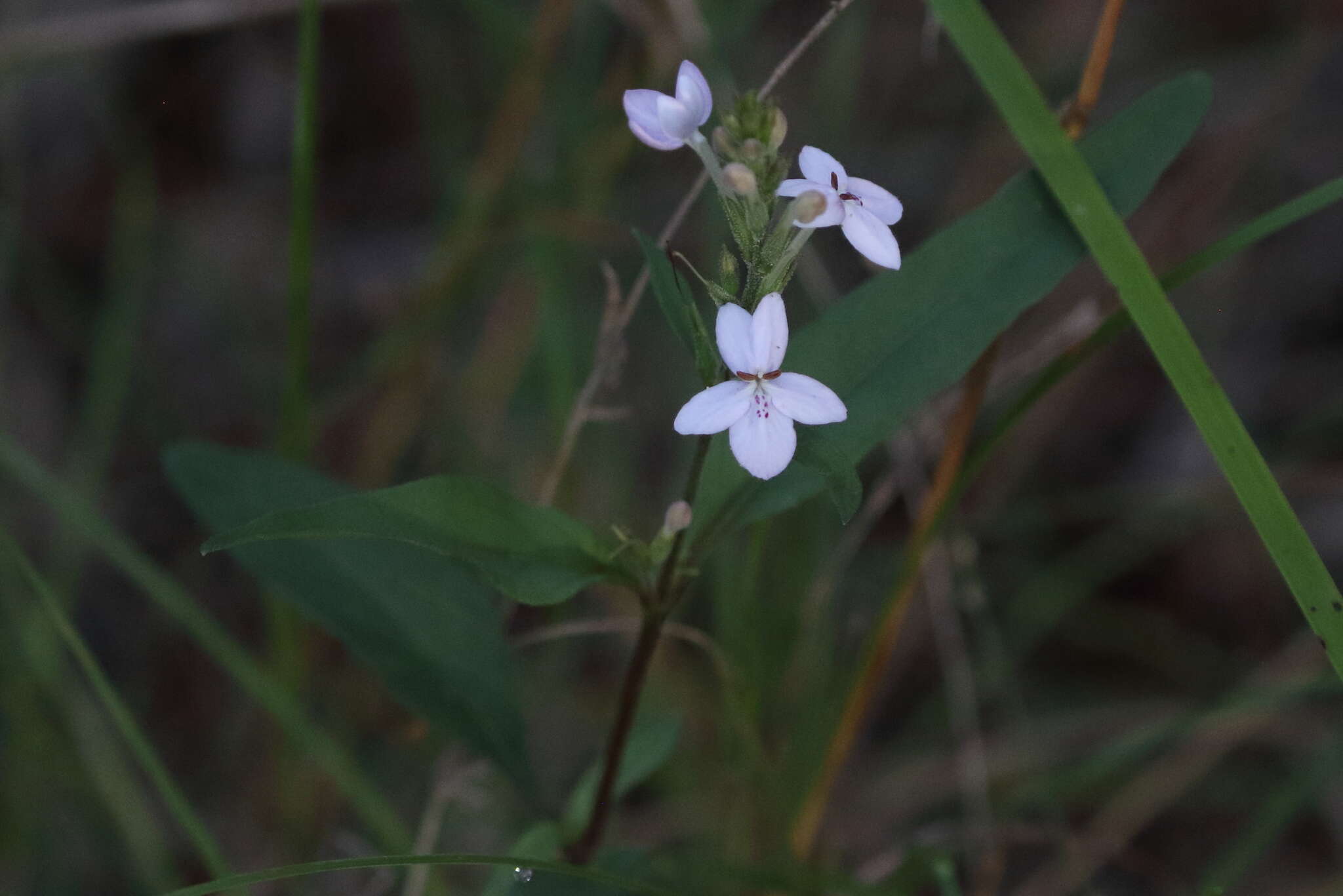 Pseuderanthemum variabile (R. Br.) Radlk. resmi