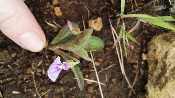 Sivun Hybanthus capensis (Thunb.) Engl. kuva