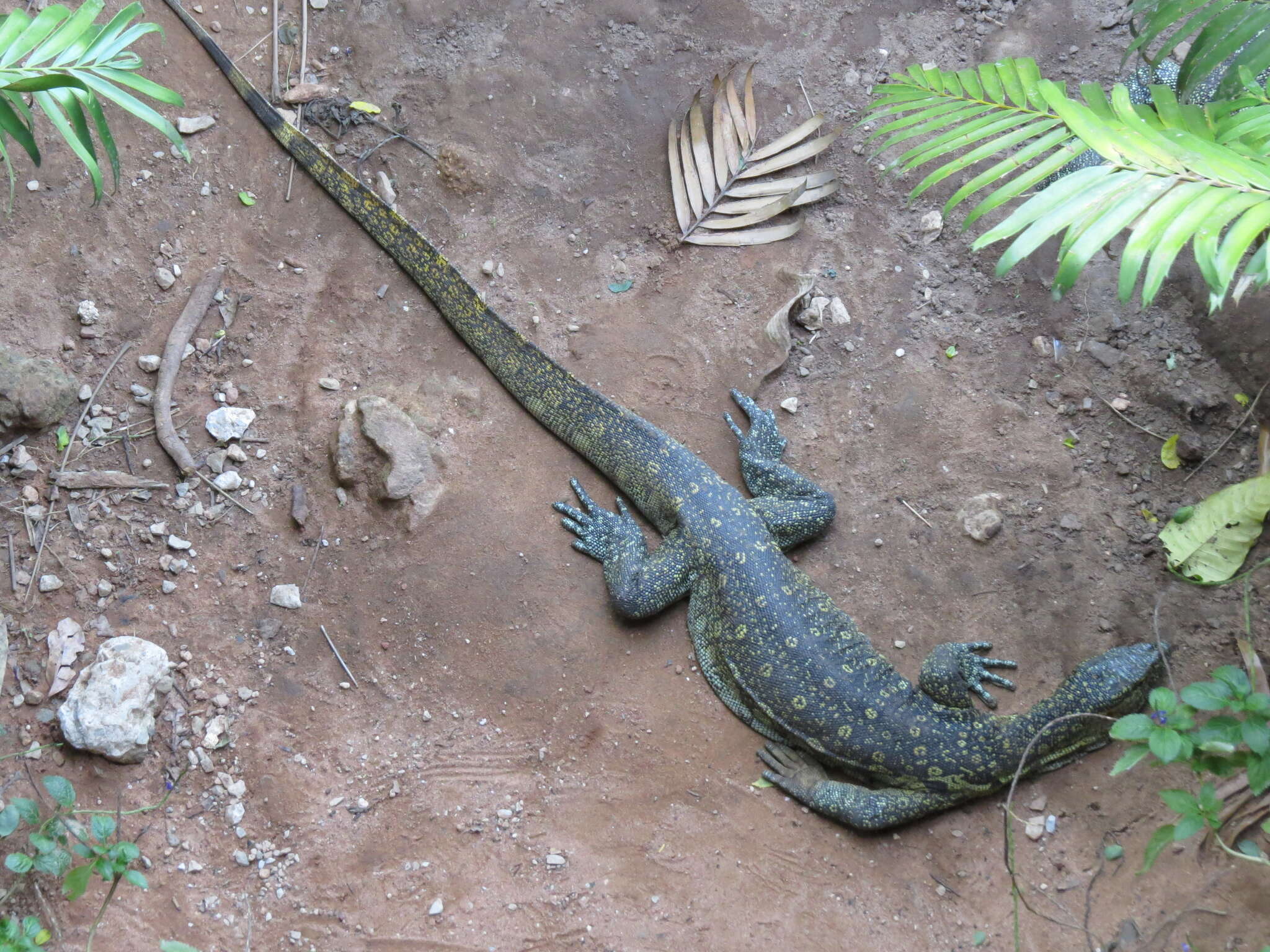 Image of Ornate monitor