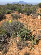 Image of slender sunflower