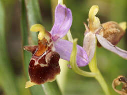 صورة Ophrys fuciflora subsp. heterochila