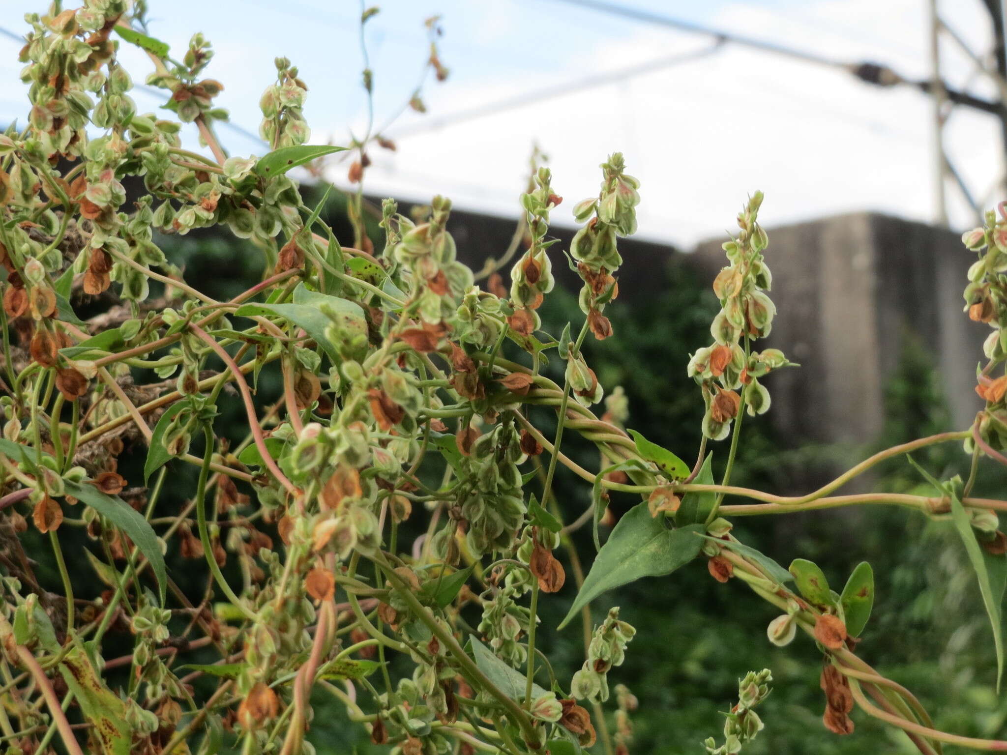 صورة Fallopia dumetorum (L.) J. Holub