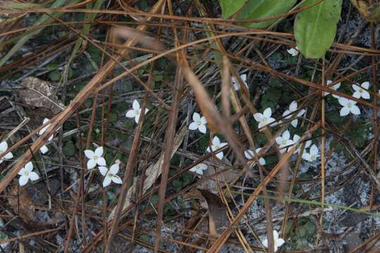 Image of roundleaf bluet