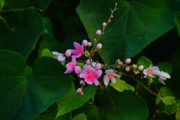 Image of antigonon