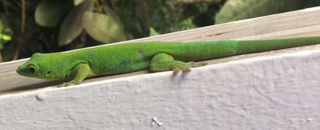 Слика од Phelsuma sundbergi Rendahl 1939