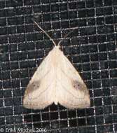 Image of Spotted Grass Moth