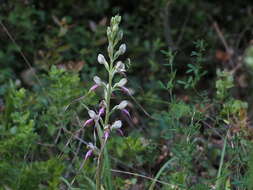 Himantoglossum caprinum subsp. jankae (Somlyay, Kreutz & Óvári) R. M. Bateman, Molnar & Sramkó resmi