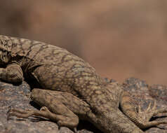 Image of Tarapaca Pacific Iguana