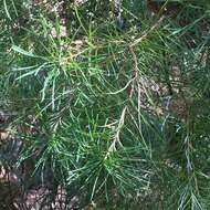 Imagem de Banksia spinulosa Sm.