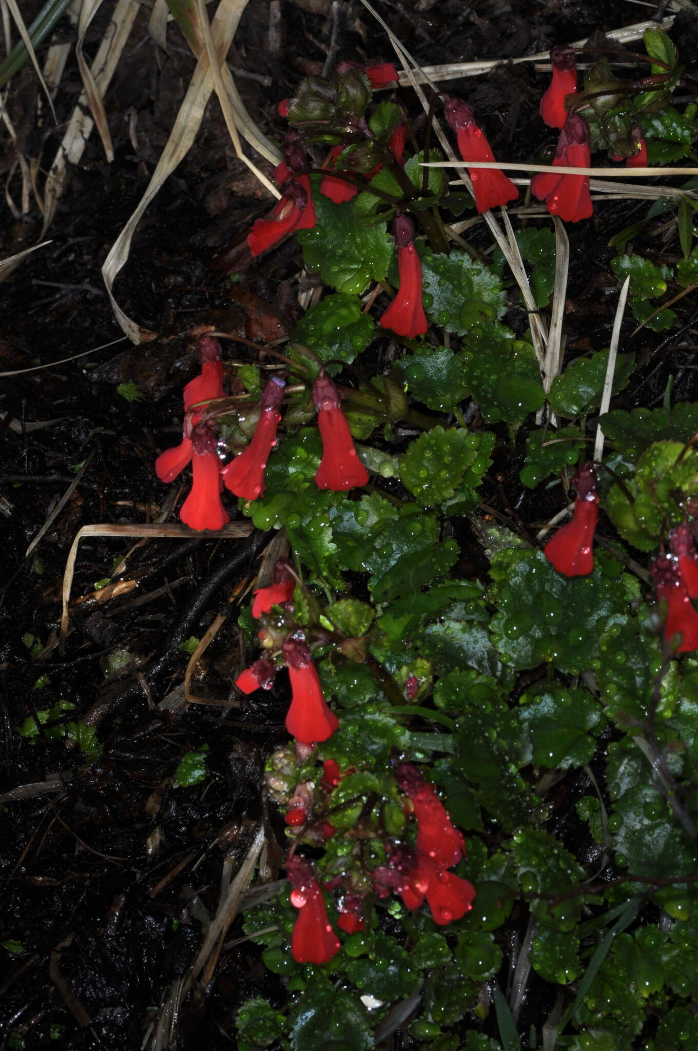 Image de Ourisia ruellioides (L. fil.) Kuntze